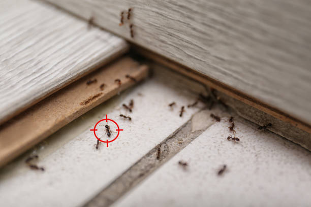 Reliable Nesquehoning, PA Pest Control Solutions
